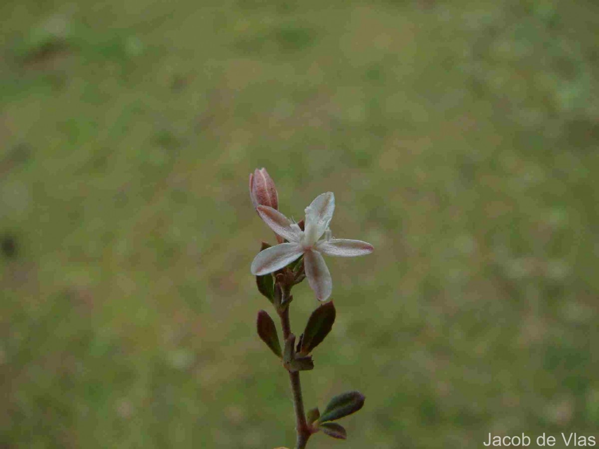 Leucaena leucocephala (Lam.) de Wit